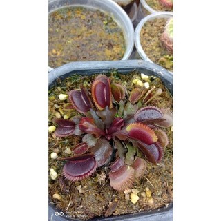 Cây Bẫy Kẹp  venus flytrap G16 size lớn