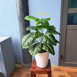 Mua cây tặng chậu- cây giả 18 lá to, cây cao 80cm, cây trầu bà lá xanh