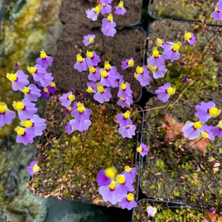 Cỏ giấy bisquamata, utricularia bisquamata