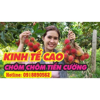 Cây giống chôm chôm tiến cường