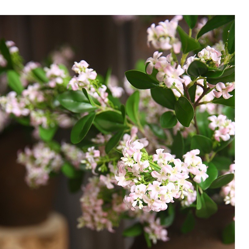 Cành Hoa Senecio Hương Thơm Cao Cấp MerBer Cành Dài 65-70cm Lá Tráng Cao Su Bóng Đẹp - Cành Hoa Bưởi Cao Su Rất Giống Th
