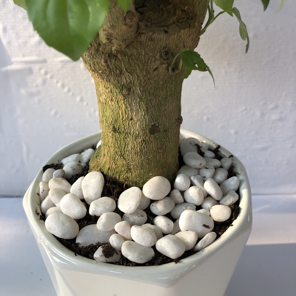 Cây hạnh phúc 1 thân kèm chậu sứ kim cương, Cao 30cm, thích hợp để bàn làm việc