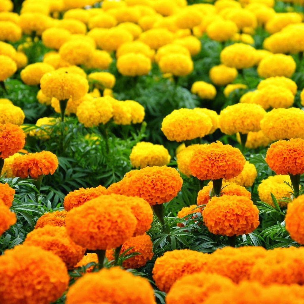 Siêu Lân Tạo Mầm Hoa Cực Mạnh , Phân Bón Kích Ra Hoa dùng cho hoa kiểng, vạn thọ, rau màu.