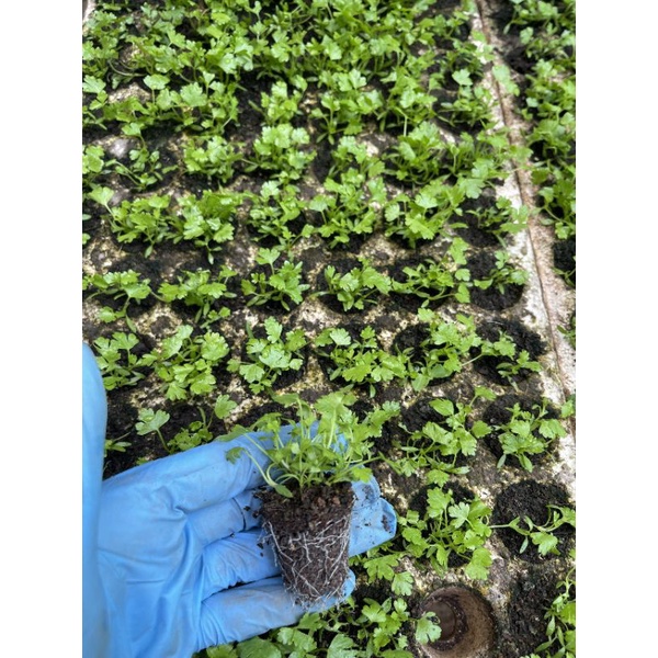 Combo 10 bụi Ngò rí