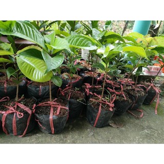 Cây giống mận điều đỏ ( cao 20 - 40cm )