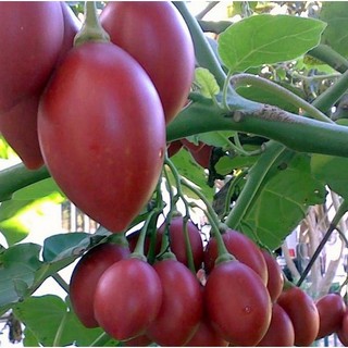 Cây giống cà chua thân gỗ