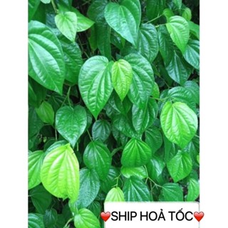 Lá trầu không tươi