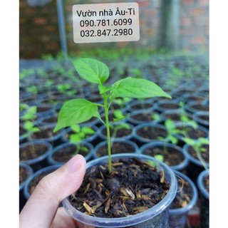 Cây ớt peru Aji Charapita như hình