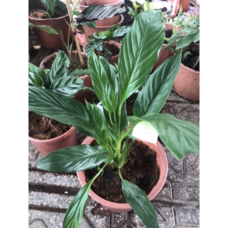 Cây Lan ý để bàn