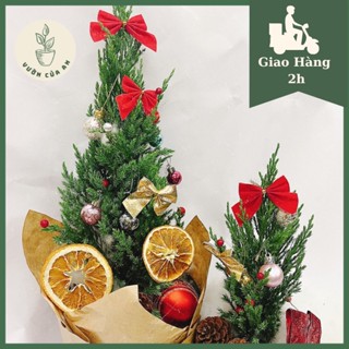 (chậu nhựa) Cây Sơn tùng/cây thông Noel thật, cây trang trí giáng sinh noel nội thất decor nhà cửa làm quà tặng vườn của