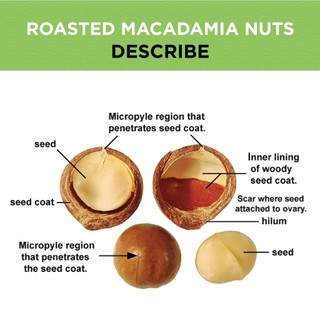 Hạt macca nứt vỏ, hạt mắc ca tách vỏ Úc