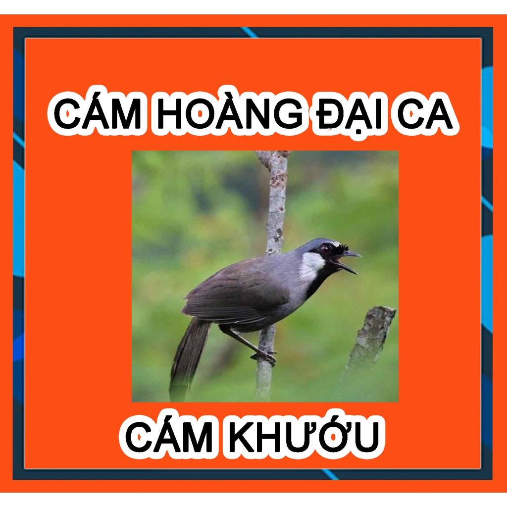 Cám Chim Khướu Hoàng Đại Ca, Cám Chất Gói dùng cho các loại chim khướu.