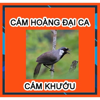 [Cám chất 200g] Cám Chim Khướu Hoàng Đại Ca, Cám Chất Gói dùng cho các loại chim khướu.