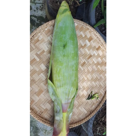 Bắp chuối hột 1kg