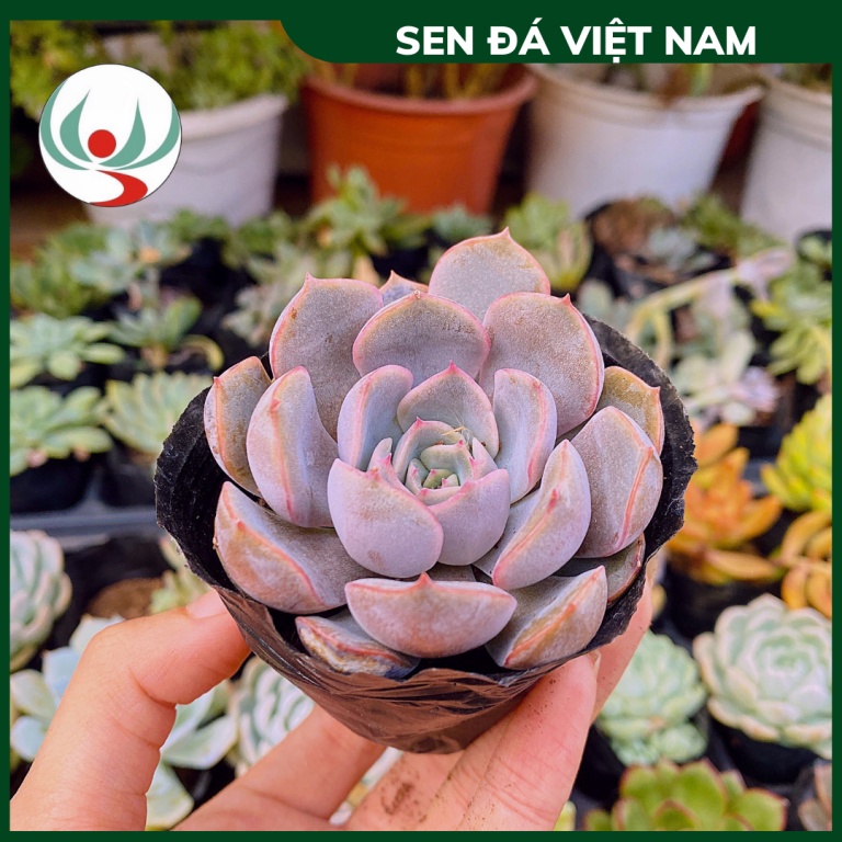Sen Đá Má Hồng size 5-8cm, XUẤT XỨ VIỆT NAM, ĐÃ THUẦN KHÍ HẬU, SIÊU KHOẺ ĐẸP, Lỗi 1 ĐỔI 1