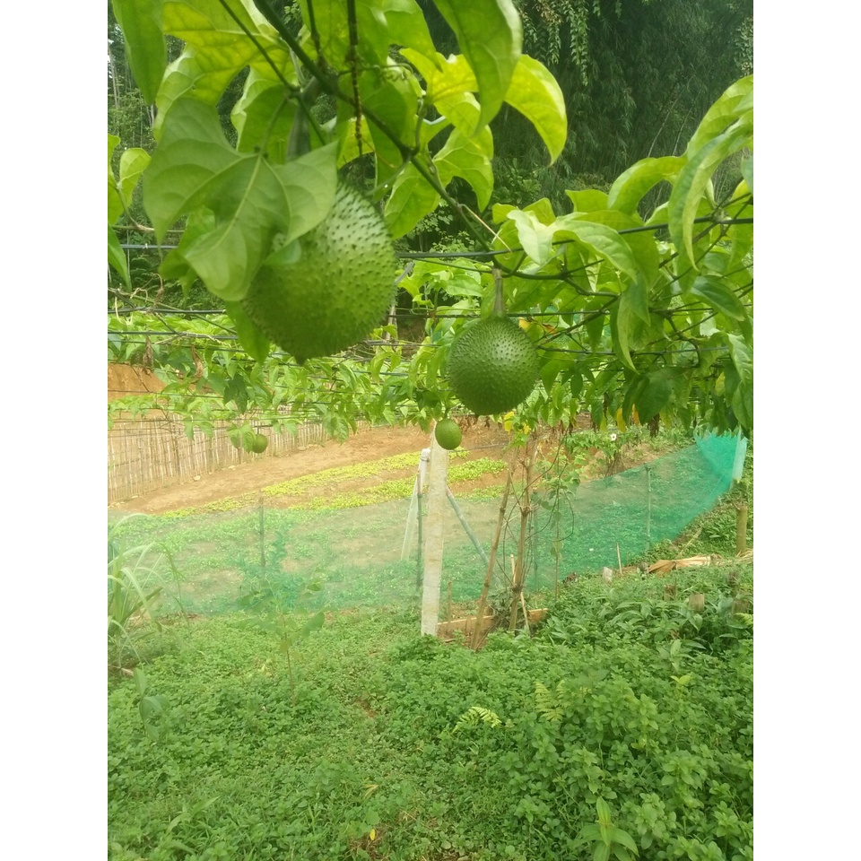 Bột Tạo Màu Nấu Xôi Làm Bánh: bột Gấc sấy phun nguyên chất