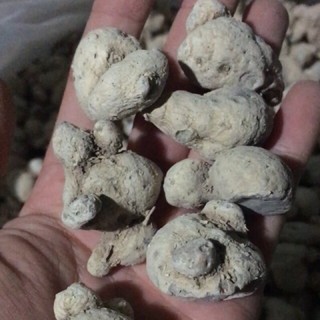Củ Tam Thất Nam Khô ( túi 1Kg) Thảo dược Đặc sản rừng ĐSR