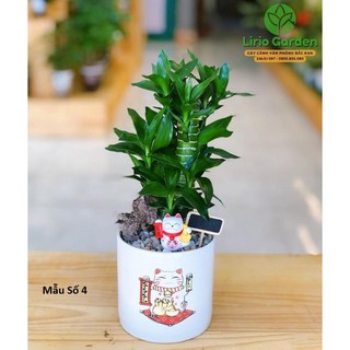 [ Quà Tặng Kèm ] Cây trúc phú quý