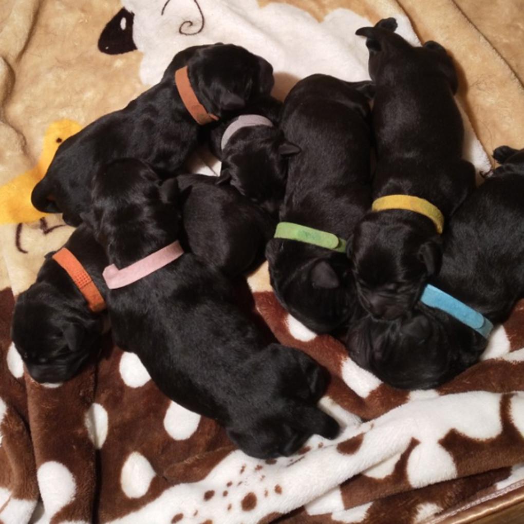 Vòng Cổ 12 MàU Cho Thú Cưng