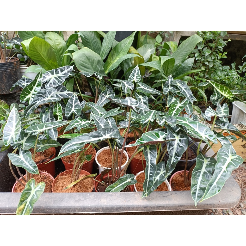 Alocasia Poly môn quan âm (chỉ giao hỏa tốc HCM)