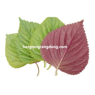 Hạt giống tía tô Nhật