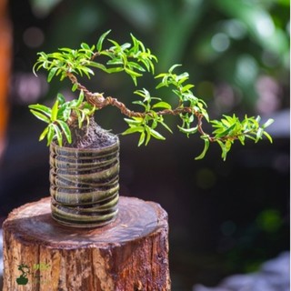   FREESHIP  PHÔI CÂY MAI CHIẾU THỦY BONSAI MINI DÙNG TRANG TRÍ TIỂU CẢNH TERRARIUM BONSAI 