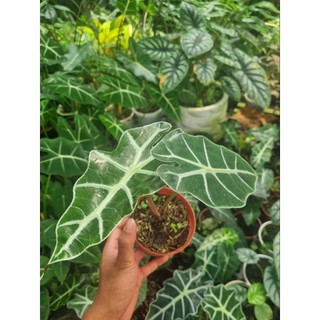 Cây môn quan âm (Alocasia Polly)