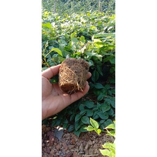 Cây giống sâm nam núi dành