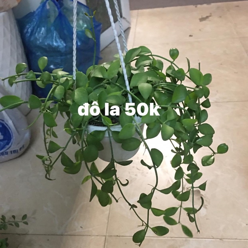 Bầu nhỏ cây bình an