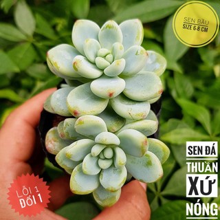 Sen đá Sỏi thiên thanh🍏 |FREESHIP| 🔥 XỨ NÓNG, ĐÃ THUẦN KHÍ HẬU, KHOẺ ĐẸP 🍏 LỖI 1 ĐỔI 1