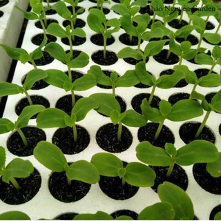 Vỉ xốp, Khay xốp ươm hạt giống, cây giống 84 lỗ, 112 lỗ, 209 lỗ | Thảo Nguyên Garden