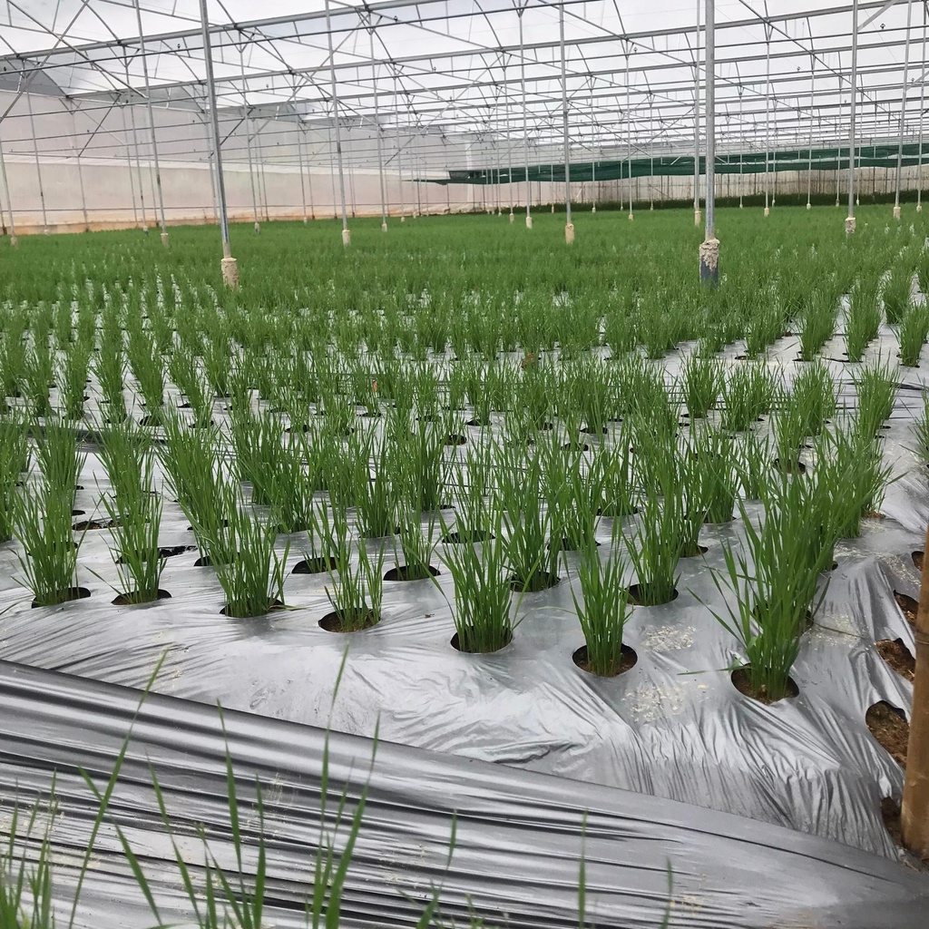 Bột Cỏ Lúa Mì Dalahouse - Bột Cỏ Lúa Mì Hữu Cơ Nguyên Chất Sấy Lạnh Dalahouse - Organic Wheatgrass Powder - Lon 120g