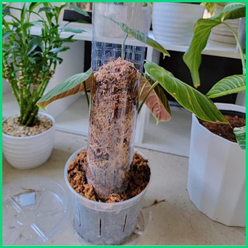 Gậy Hỗ Trợ Trồng Cây Trong Nhà 24 Inches Monstera Moss Leo Trèo Monstera jiwvn Jwvn