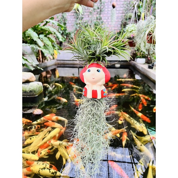 cây không khí tóc tiên "cô nàng may mắn" nhập khẩu Thái Lan. Cây sống không cần đất, phát triển nhờ không khí, hơi nước.