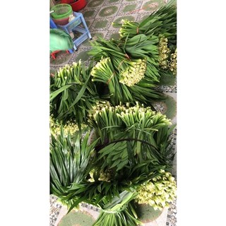 500g lá dứa - lá nếp khô siêu thơm uống trà