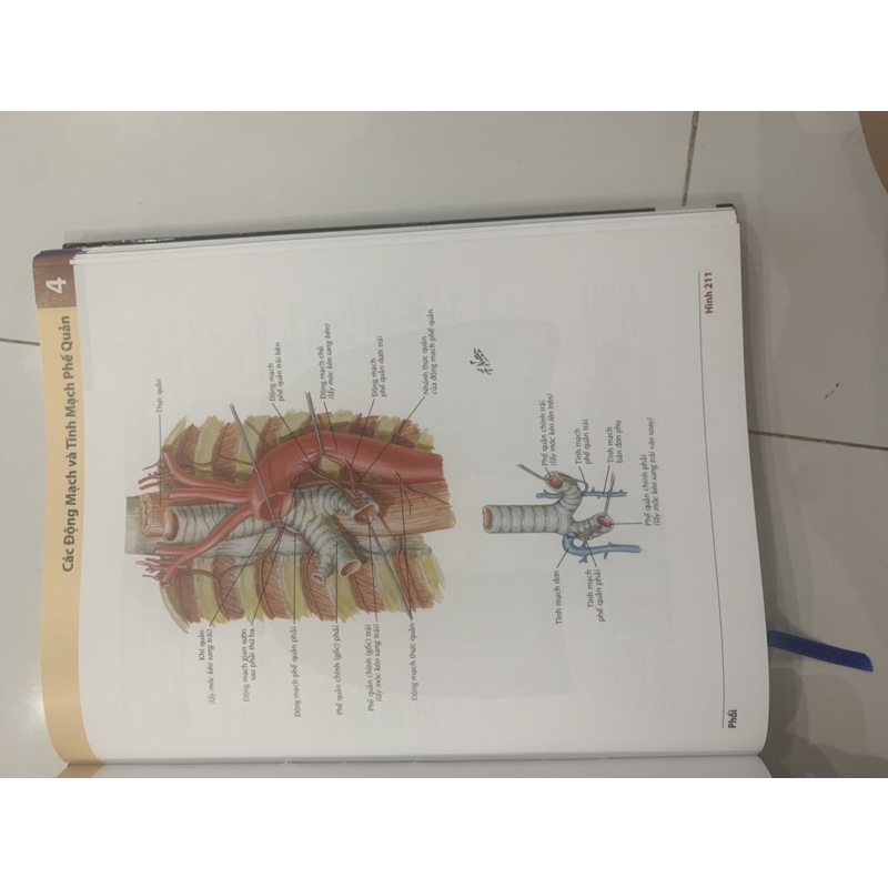 Sách - Atlas giải phẫu người