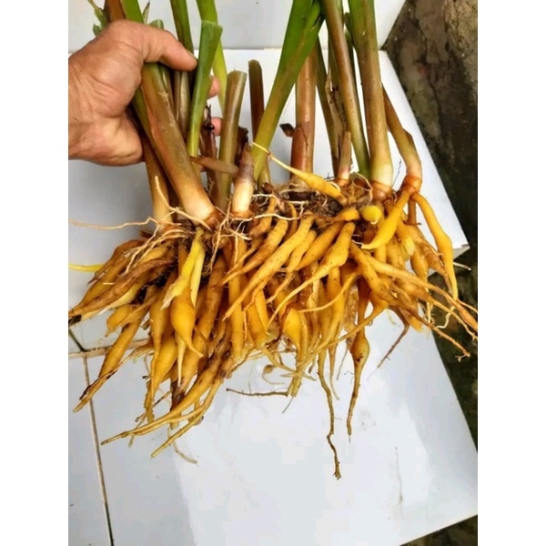 Củ ngãi bún tươi 500gram