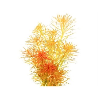 Ludwigia Inclinata var verticillata ”Araguaia” - Cây Hoàng Thái Dương - Cây Thuỷ Sinh Lá Cạn