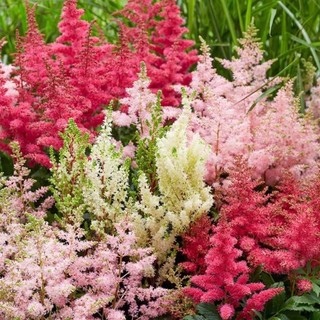 HOA 🌹 TẾT 🌸Hạt Giống Hoa Hạnh Phúc(1 gói tặng kèm phân bón )