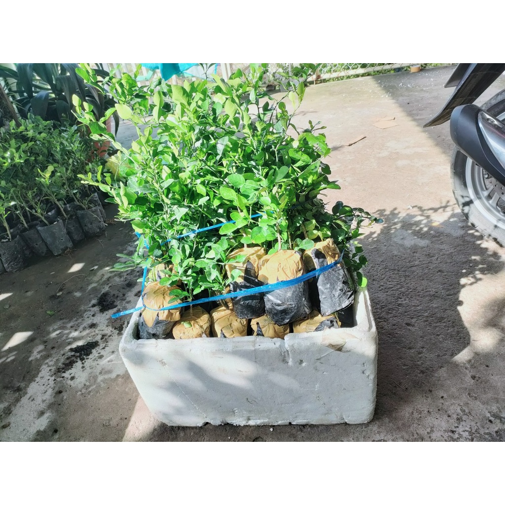 Cây chúc cao khoảg hơn 30cm, có cây có nhánh, cây khỏe, giá 35k một cây