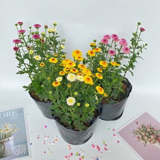 Cây Hoa Cúc Pha Lê Ruby cao 15-20cm nhiều màu sắc rực rỡ  câyTết dễ trồng, trang trí sân vườn, ban công