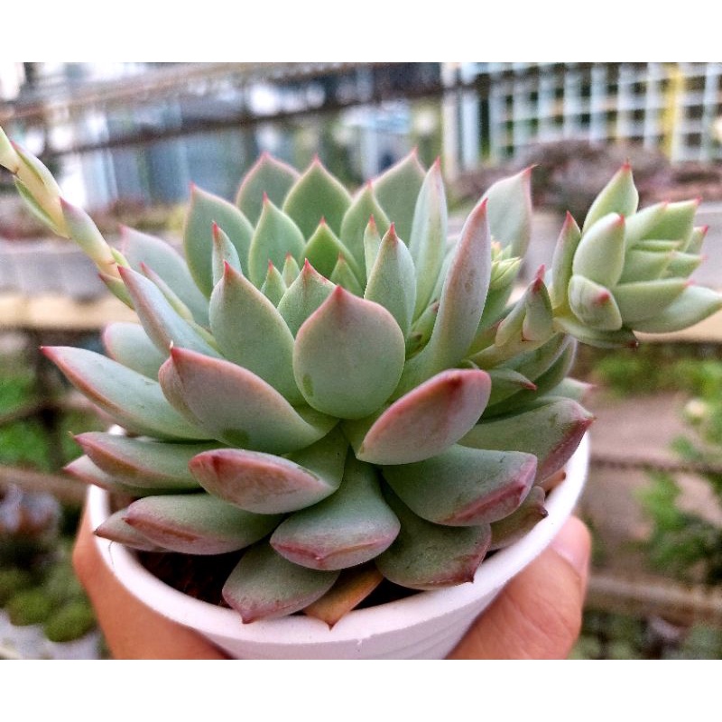 Sen đá Kim Hồng - Hư 1 đổi 1- Cây cảnh trang trí- HOA ĐÁ shop