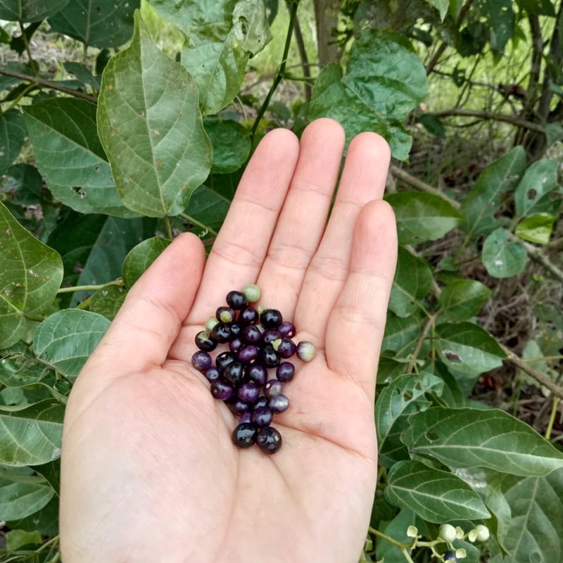 COMBO 10 HẠT GIỐNG LÁ CÁCH