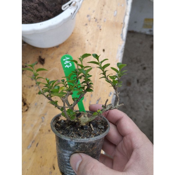 Sam hương mini táng mịn