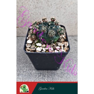 Xương rồng Gymnocalycium Damsii