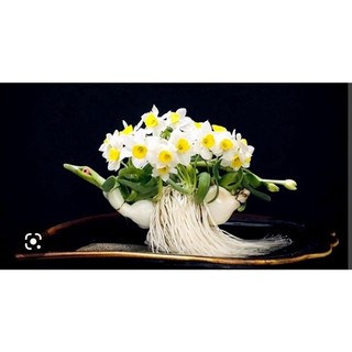 Củ hoa thuỷ tiên