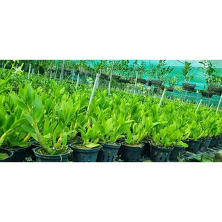 HOA LAN DENRO BẠCH LONG GỬI NGUYÊN CHẬU PHI 12