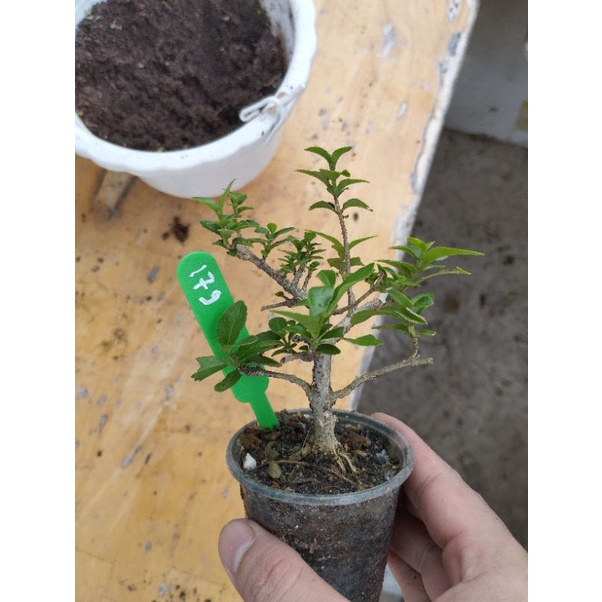 Sam hương mini táng mịn