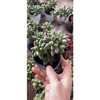 SEN ĐÁ KIM CUONG THỤ 1 GỐC 2-3 ĐẦU