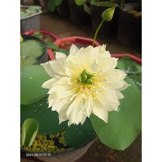 củ sen mini vàng
